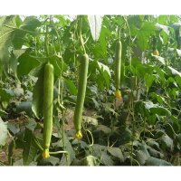 我要发芽 蔬菜种子 短棒丝瓜 耐热抗病菜瓜 肉厚细腻清香 10粒/包