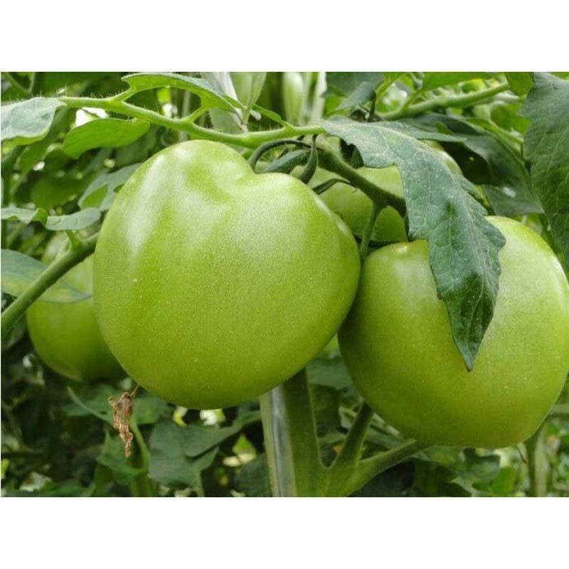 我要发芽 蔬果种子 贼不偷番茄种子 中熟绿蕃茄 洋柿子 酸甜适中籽少 2g/包图片