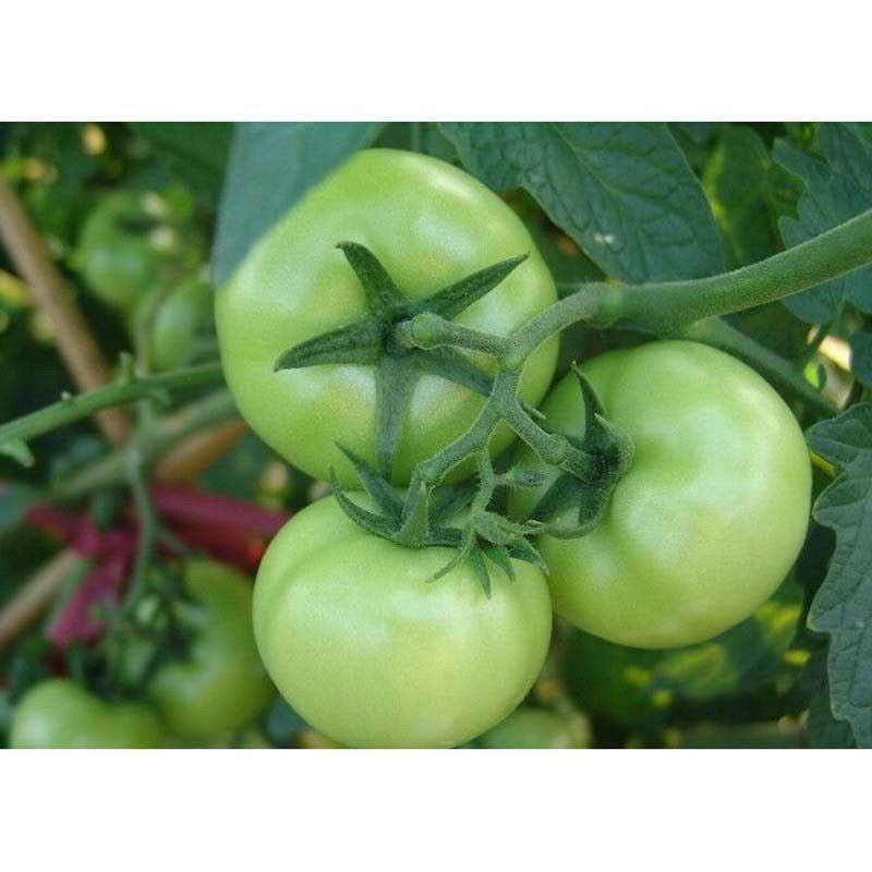 我要发芽 蔬果种子 贼不偷番茄种子 中熟绿蕃茄 洋柿子 酸甜适中籽少 2g/包图片