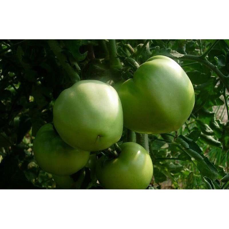 我要发芽 蔬果种子 贼不偷番茄种子 中熟绿蕃茄 洋柿子 酸甜适中籽少 2g/包图片