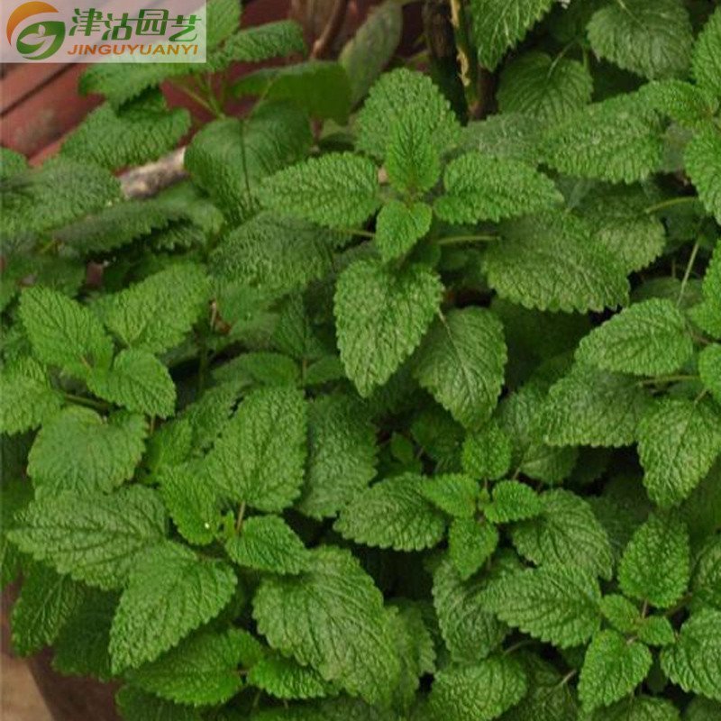 津沽园艺花卉种子香草种子柠檬香蜂草种子吸毒草蜜蜂花种子报价 参数 图片 视频 怎么样 问答 苏宁易购