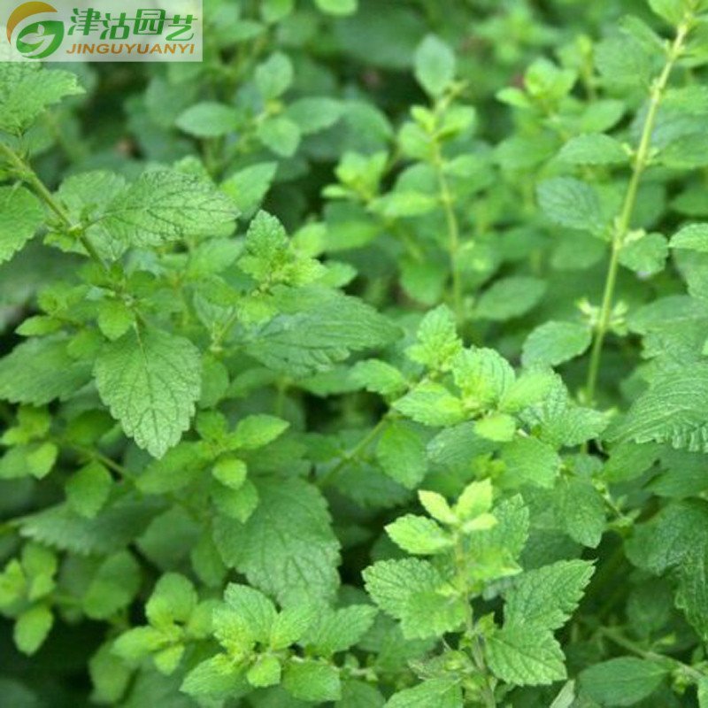 津沽园艺花卉种子香草种子柠檬香蜂草种子吸毒草蜜蜂花种子图片 高清实拍大图 苏宁易购