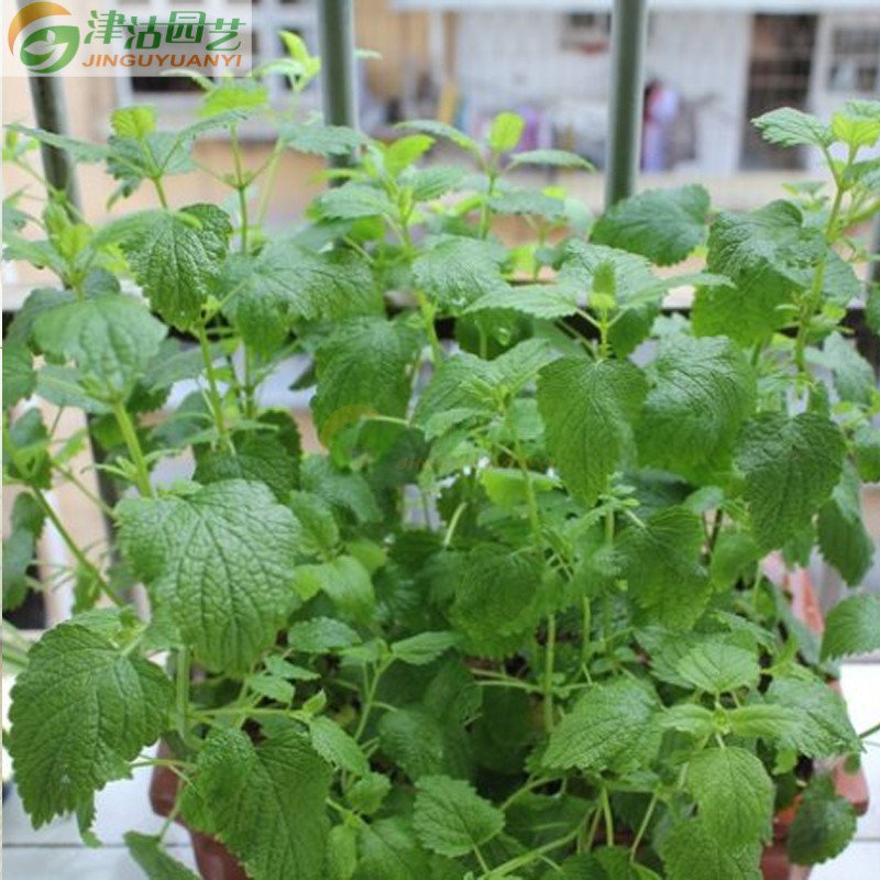 津沽园艺花卉种子香草种子柠檬香蜂草种子吸毒草蜜蜂花种子图片 高清实拍大图 苏宁易购