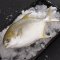 怡鲜来 南海冷冻金鲳鱼 1条 400-500g 海鲜水产