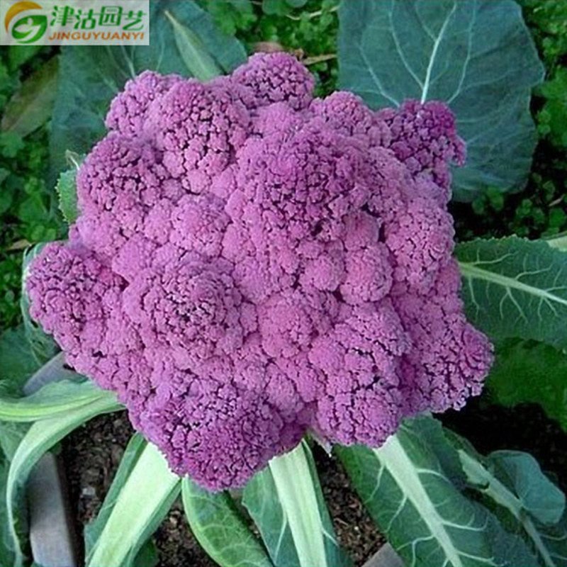 津沽园艺 蔬菜种子 紫色花椰菜种子 紫色菜花种子 易活约20粒