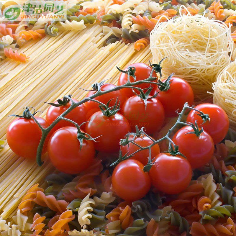 津沽园艺 蔬菜种子 西红柿小番茄种子 红色番茄品种 家庭种植约2克图片