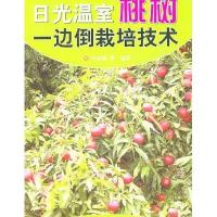 日光温室桃树一边倒栽培技术