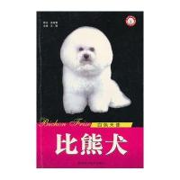 比熊犬-白色天使