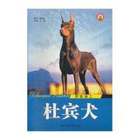 杜宾犬[贵族骑士]