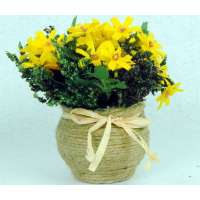 潞文堂小雏菊套装HZXH001(黄)