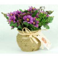 潞文堂小雏菊套装HZXH001(紫)