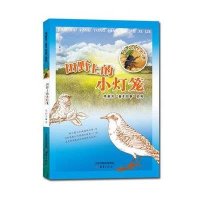 田野上的小灯笼:虫鸟的光泽