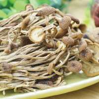 信洲有机茶树菇120克/袋