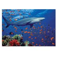 (美国直邮)Melissadoug鲨鱼纸板拼图100片