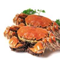 固城湖大闸蟹 公蟹5.3-4.8两 单只螃蟹