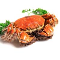 金碧波牌 阳澄湖大闸蟹 公蟹4.5-4两 母蟹3.5-3两 单只出售 (公母任选)
