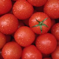 草鲜禾堂 千禧圣女果 新鲜西红柿 5斤
