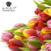 仙花盒子苏宁特供 姹紫嫣红彩虹郁金香礼盒装花束 家庭鲜花速递