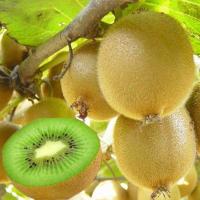 海沃德猕猴桃/15粒