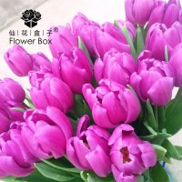 仙花盒子苏宁特供 紫气东来紫色郁金香礼盒装花束 家庭鲜花速递