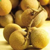 泰国龙眼中大果(GZ)