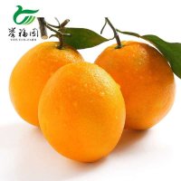 精品纽荷尔橙SN