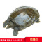 [苏宁易购超市]蟹灵阁 阳澄湖原生态甲鱼600g-700g 鲜活甲鱼 鳖1.2斤-1.4斤