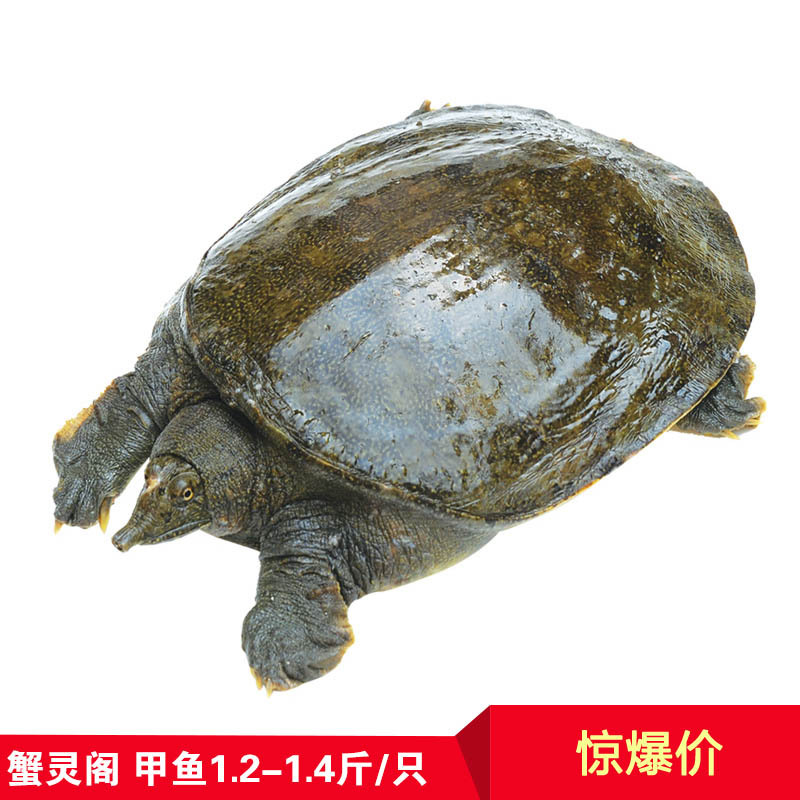 [苏宁易购超市]蟹灵阁 阳澄湖原生态甲鱼600g-700g 鲜活甲鱼 鳖1.2斤-1.4斤