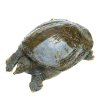 [苏宁易购超市]蟹灵阁 阳澄湖原生态甲鱼750g-850g 鲜活甲鱼 鳖1.5斤-1.7斤