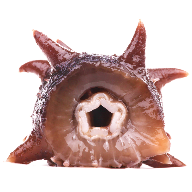 [苏宁易购超市]鼎海丰 金鼎淡干刺参 50g/盒 约10-12只装 山东