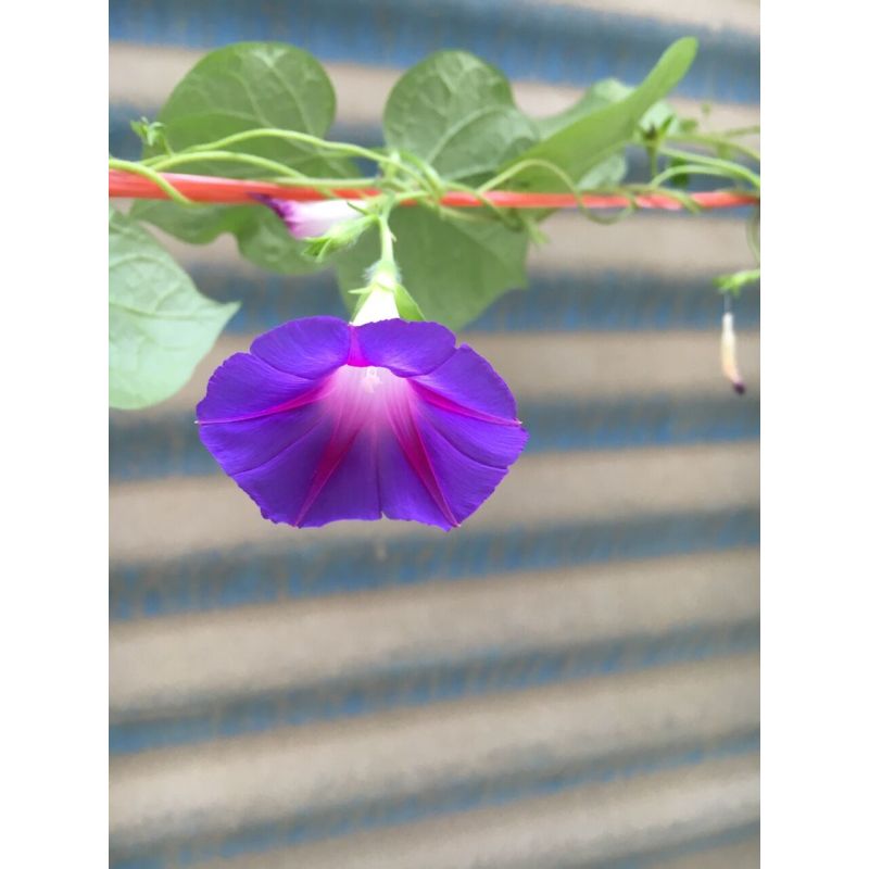 大松电油汀NDY07-26