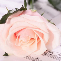 居家花材[单枝粉玫瑰] 鲜花配送 帮客服务