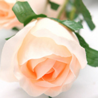 居家花材[单枝香槟玫瑰] 鲜花配送 帮客服务