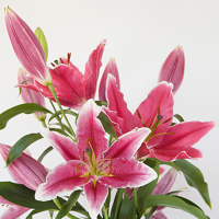 居家花材[单枝粉百合] 鲜花配送 帮客服务