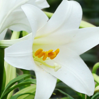 居家花材[单枝白百合] 鲜花配送 帮客服务