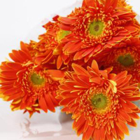 居家花材[单枝弗朗花] 鲜花配送 帮客服务