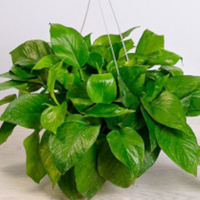 [小绿萝] 鲜花配送 帮客服务