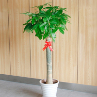 [独干发财树] 鲜花配送 帮客服务