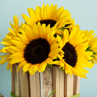 居家花材[单枝向日葵] 鲜花配送 帮客服务