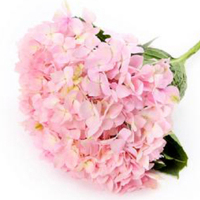 居家花材[单枝粉色绣球] 鲜花配送 帮客服务