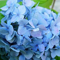 居家花材[单枝蓝色绣球] 鲜花配送 帮客服务