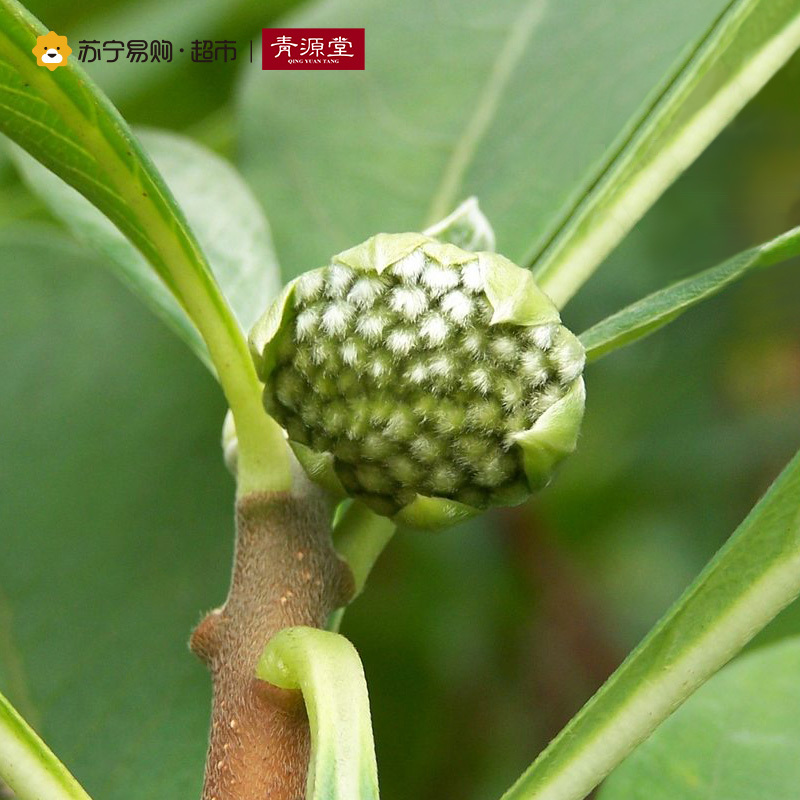 青源堂 结香花茶 西藏非野生大花养生茶饮 250克袋*2