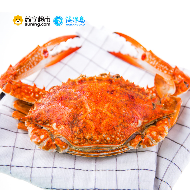 海洋岛HAIYANGDAO 斯里兰卡进口飞蟹 3只装(250g-300g/只 )冷冻梭子蟹 生鲜海鲜水产 袋装 蟹类高清大图