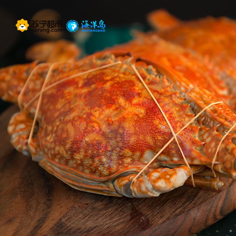 海洋岛HAIYANGDAO 斯里兰卡进口飞蟹 3只装(250g-300g/只 )冷冻梭子蟹 生鲜海鲜水产 袋装 蟹类图片