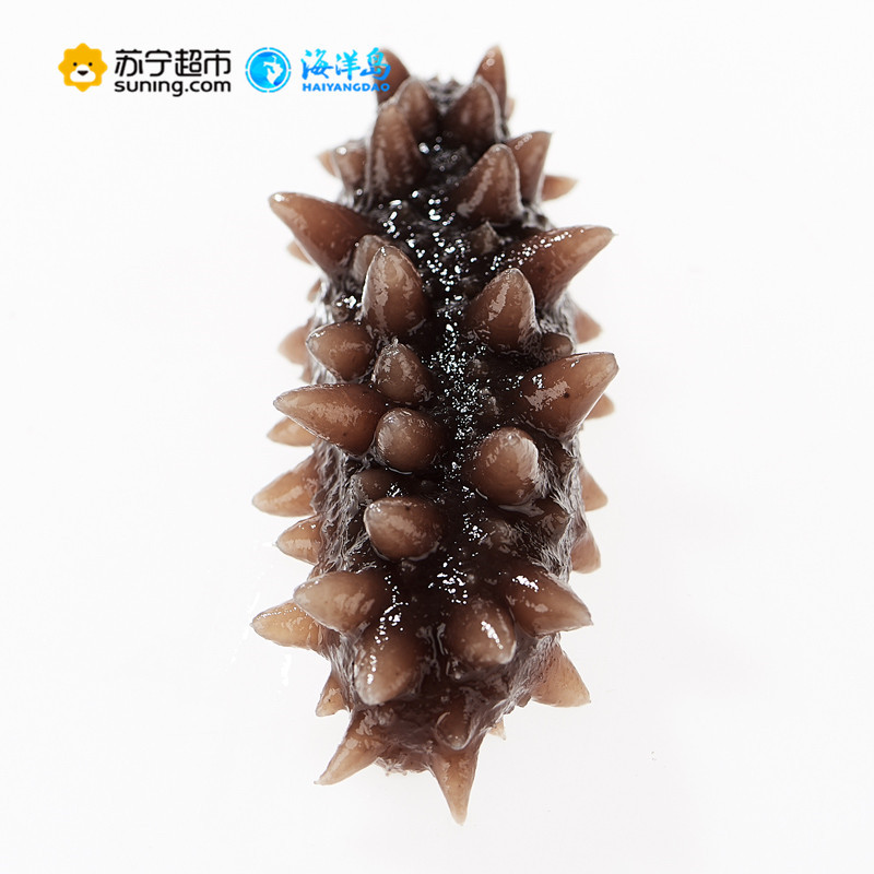 海洋岛黄海之宝大连野生即食海参礼盒400g 冷冻辽刺参 5-8年 顺丰