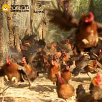 天农优品(TINOO S DELICIOUS) 清远 800优品清远鸡 750g/只 农家散养土鸡新鲜