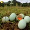 天农优品(TINOO S DELICIOUS) 贵州长顺绿壳蛋 30枚/箱（约1000g） 新鲜农家散养土鸡蛋乌鸡蛋