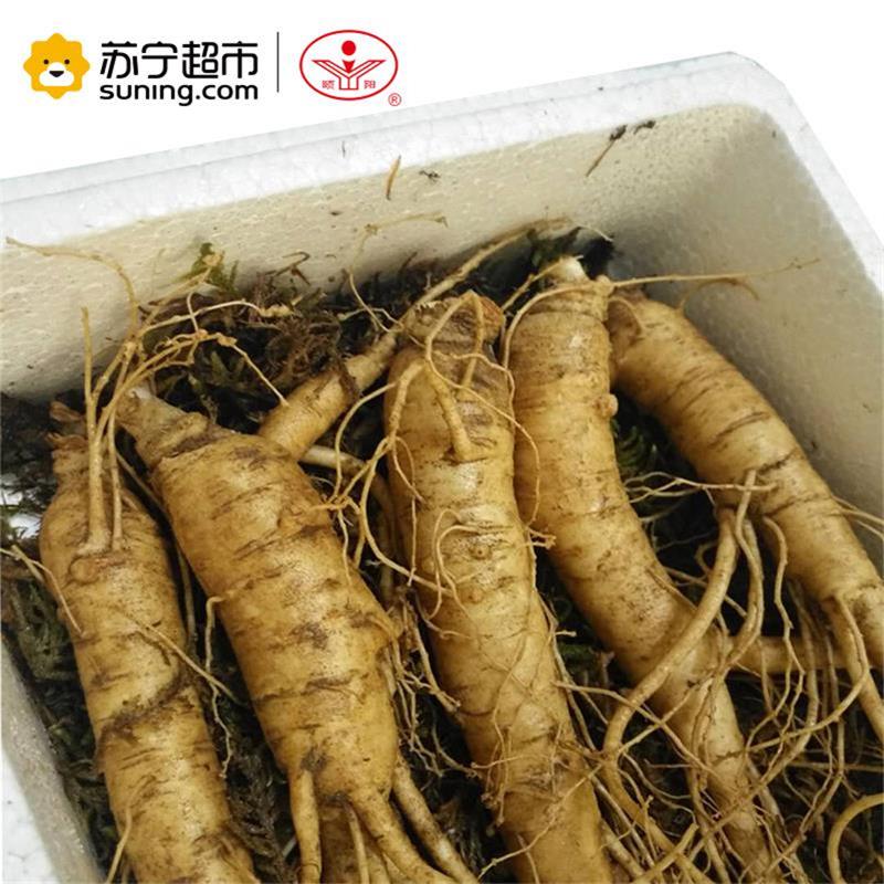 [官方正品]颐阳鲜土西洋参文登现售现挖西洋参泡酒火锅煲汤送礼滋补珍品