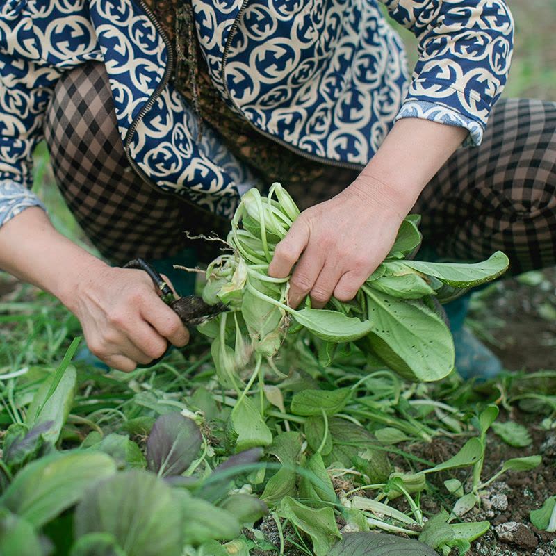 归来兮有机蔬菜图片