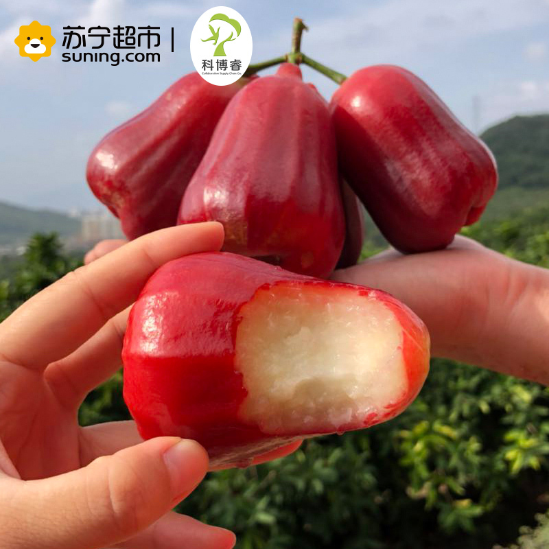 [苏宁超市]好运莲莲--科博睿台湾蜜风铃莲雾15-30粒3kg